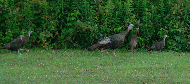 turkeys